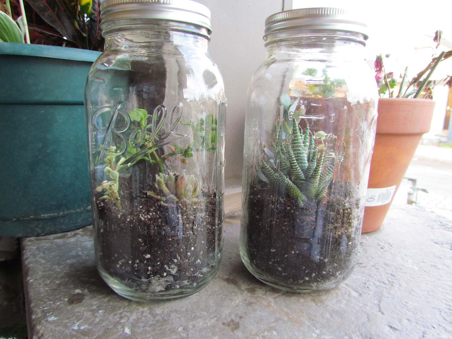 Do It Yourself A Ball Jar Terrarium New Orleans Area Habitat For Humanity,Creamy Chicken Slow Cooker Recipes
