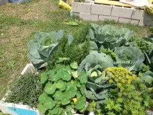 A big garden bed full of vegetables.